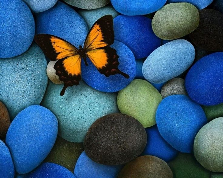 butterfly on stones